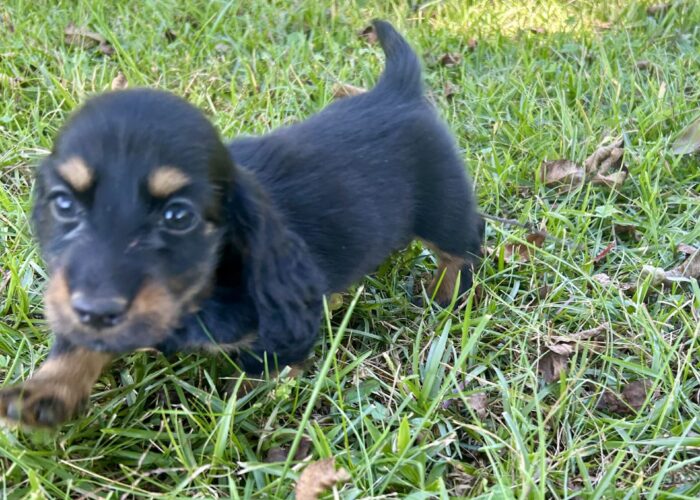 Hallie's black and tan male 2026