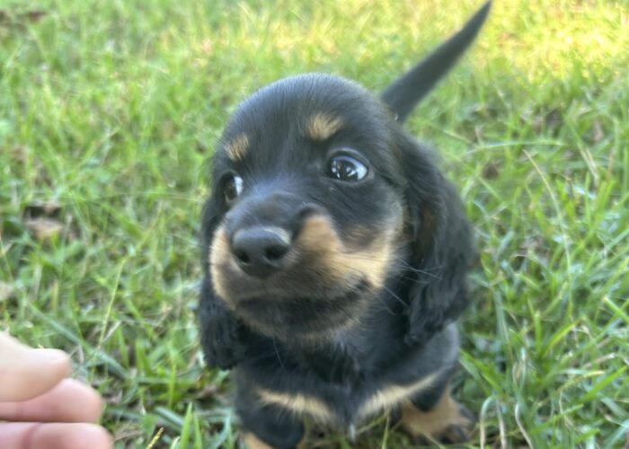 Hallie's black and tean male2 2026